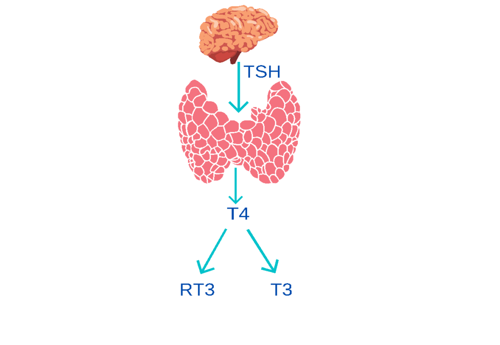 Hypothyroidism: Pitfalls of the conventional approach - Wild Fig ...